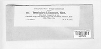 Colletotrichum liliacearum image